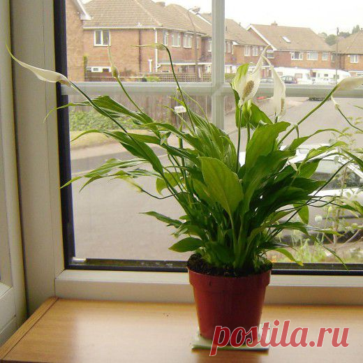 Спатифиллум — белый парус - Ботаничка.ru