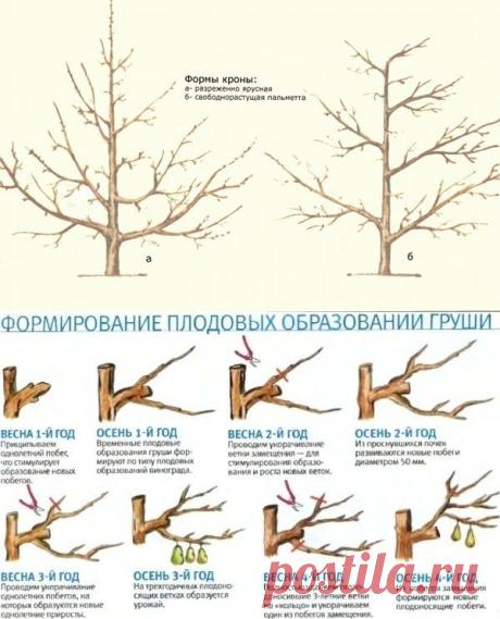 Груша, посадка и уход! - Садоводка