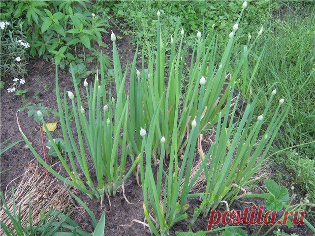 Почему лук идет в стрелку: причины и решения проблемы