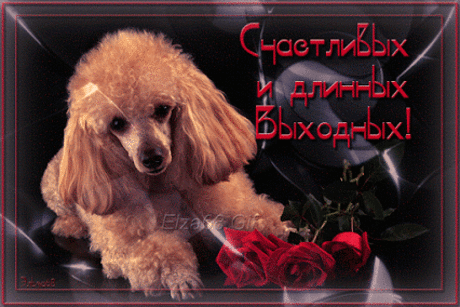 Живые фотографии – Сообщество – Google+