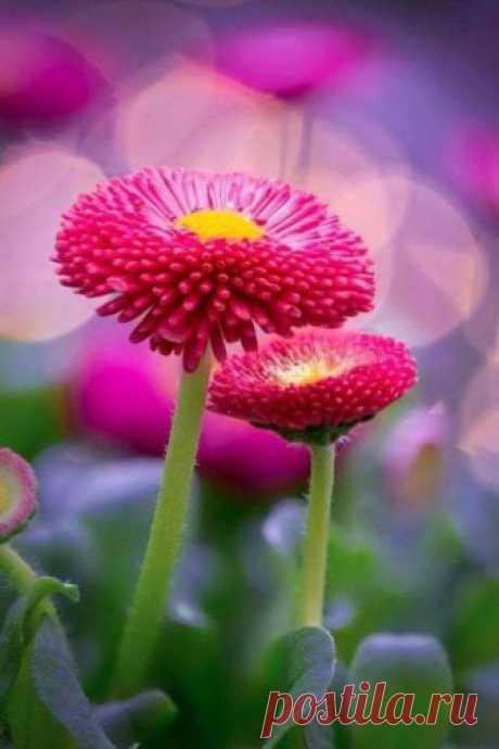 I love The Romantic world of nature. - Fotky