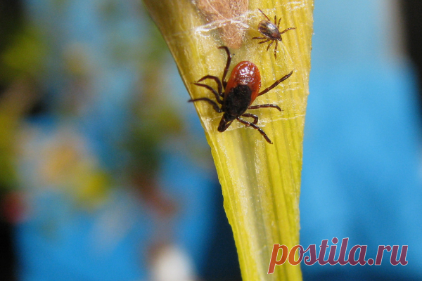 Защита от укусов клещей. Эффективные меры от нападения клещей. Сезон клещей!