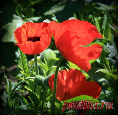0_91d0a_50ca2370_XL.jpg (800×782)