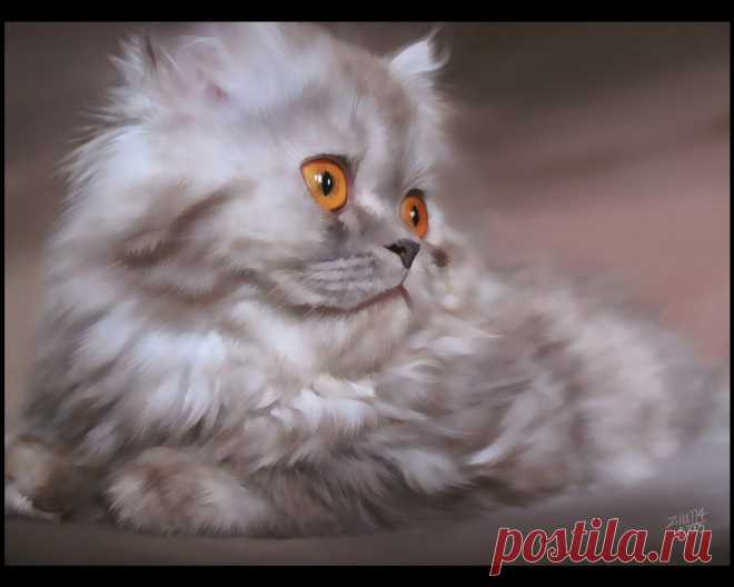 Персидский котик обои 1280x1024.