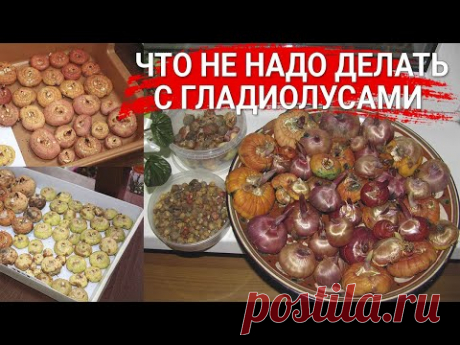 Что не надо делать с гладиолусами
