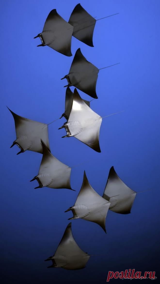 красные волны