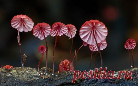 Удивительный мир грибов от Стива Эксфорда | РОЗЫ