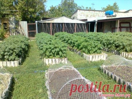 Умная посадка - залог успеха! Советы огороднику