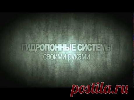 Помидоры на балконе к Новому году
