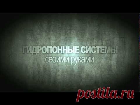 Помидоры на балконе к Новому году