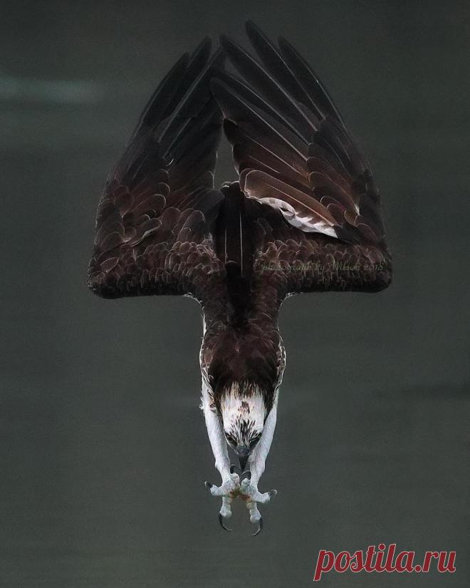 15 фотографий животных, которые хоть и красивые, но тискать их не хочется ни за какие коврижки