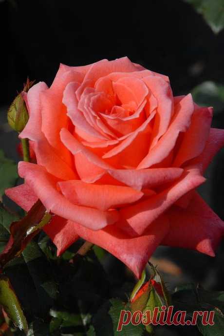Splendid Peach Rose   |   Pinterest
