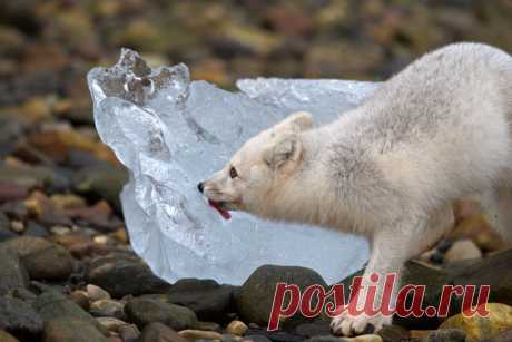 Большая жажда | National Geographic Россия
