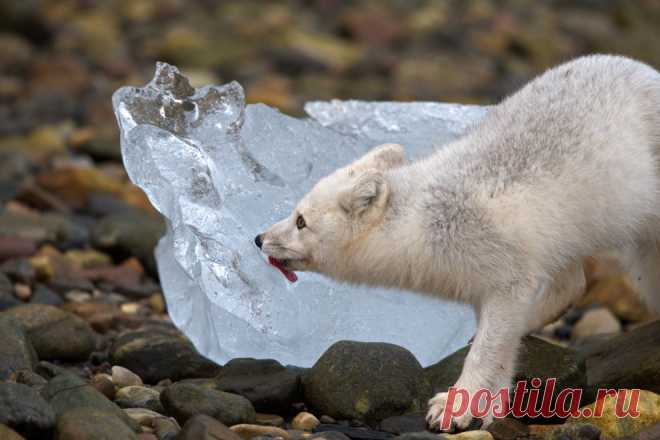 Большая жажда | National Geographic Россия
