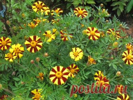 Похвальное слово бархатцам на Supersadovnik.ru