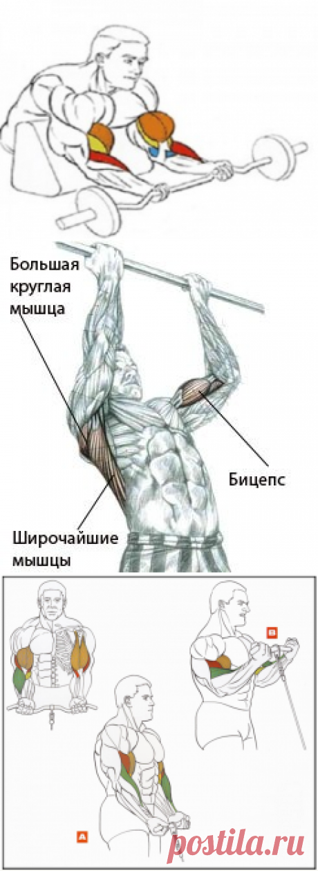 Как быстро накачать бицепс? | Sport My Way | Sport - My Way