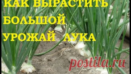 Как вырастить большой урожай лука.