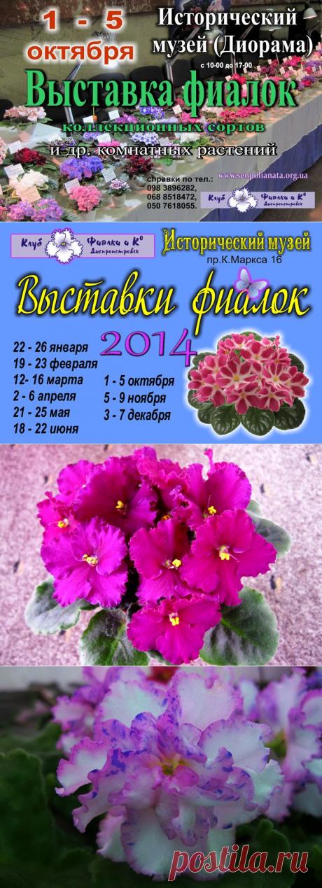 Фиалки (сенполии) Днепропетровска. Коллекционер сенполий Белецкая Наталья. Каталог и статьи о фиалках.