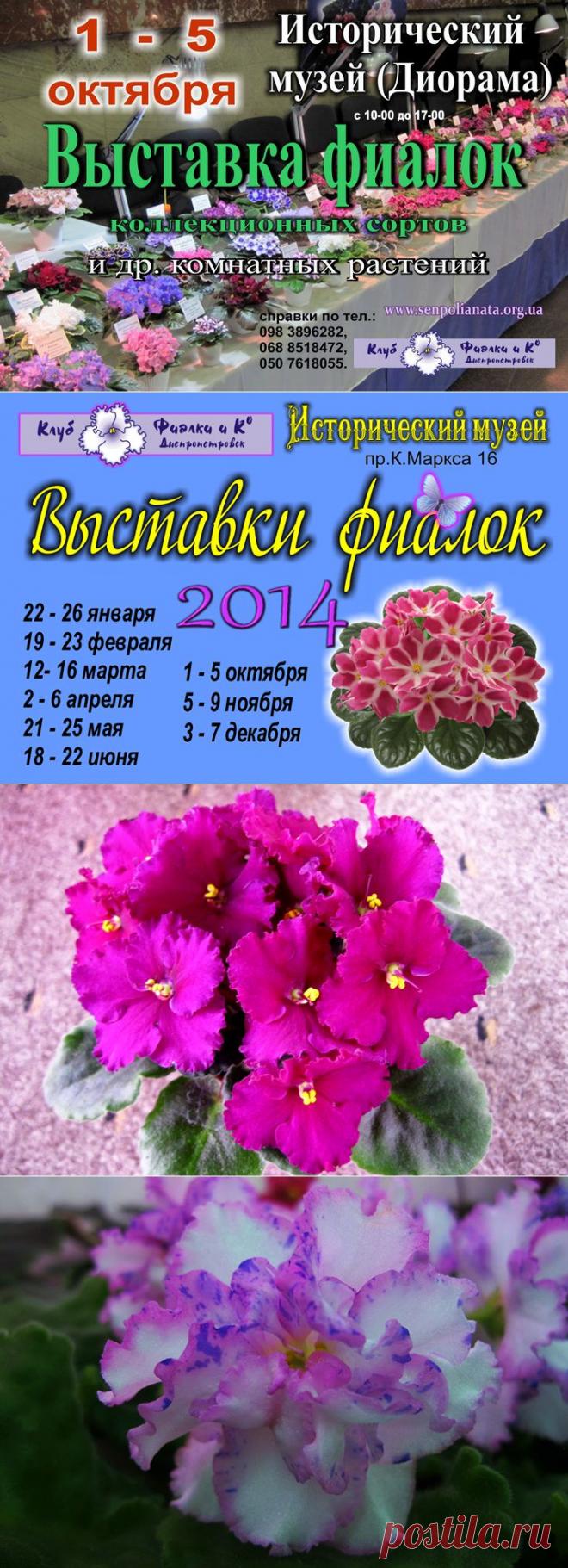 Фиалки (сенполии) Днепропетровска. Коллекционер сенполий Белецкая Наталья. Каталог и статьи о фиалках.