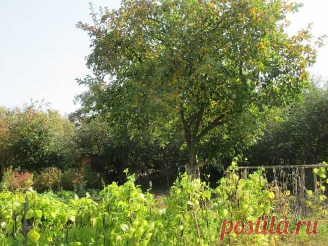 Оздоровление яблони осенью раствором мочевины: уничтожаем вредителей и повышаем зимостойкость. | Огородные дела | Яндекс Дзен