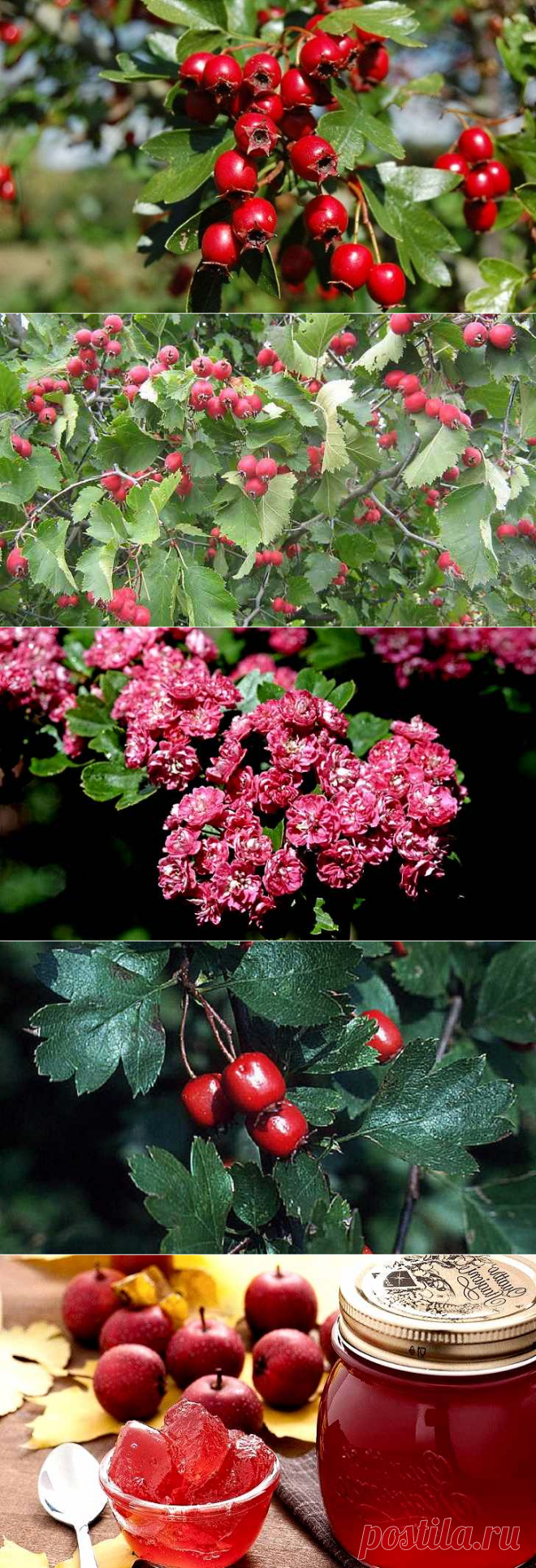 Боярышник полезные свойства и применение, народные рецепты. Препараты боярышника тонизируют сердечную мышцу, одновременно уменьшая ее возбудимость, регулируют ритм сердца, тонус сосудистой системы, нормализуя артериальное давление, оказывают седативное действие, снижают возбудимость нервной системы, улучшают сон и общее состояние больного, предупреждая и устраняя аритмию, улучшают коронарное и мозговое кровообращение.