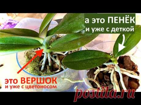 СУПЕР ОМОЛОЖЕНИЕ ОРХИДЕИ итог НОВЫЙ ЦВЕТОНОС и из одной СТАРОЙ орхидеи ДВЕ НОВЫХ