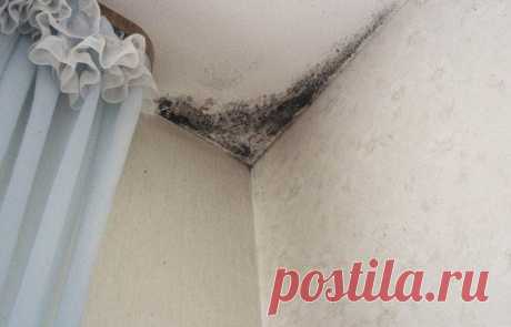 УЖАСЫ ЧЕРНОЙ ПЛЕСЕНИ И КАК ОТ НЕЕ ИЗБАВИТЬСЯ НАВСЕГДА