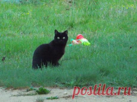Только черному коту...везет