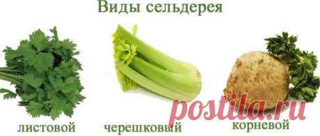 Як зберегти селера на зиму, заготівля вітамінів в домашніх умовах | Сад і город