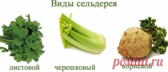 Як зберегти селера на зиму, заготівля вітамінів в домашніх умовах | Сад і город