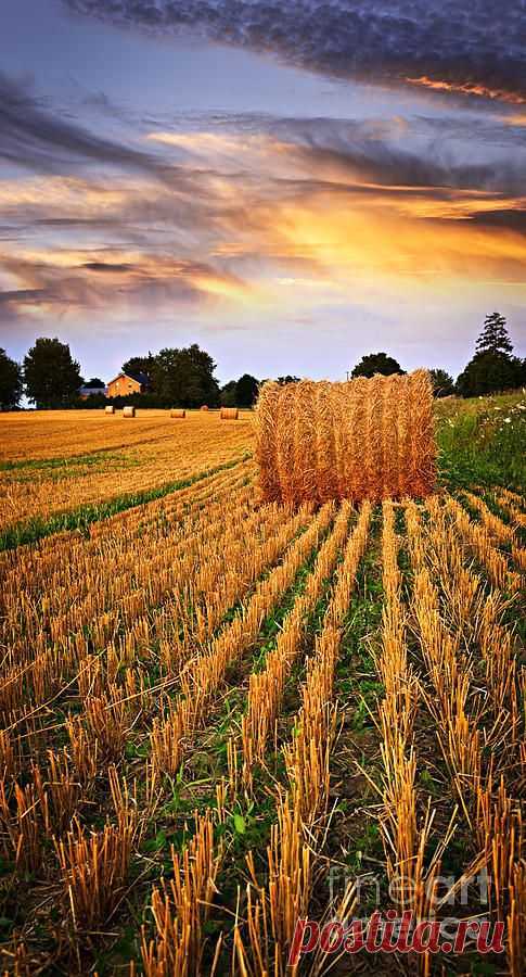 Golden sunset over farm field in Ontario Print by Elena Elisseeva