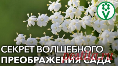 Эти кустарники вмиг преобразят ваш сад! Четыре быстрорастущих и красивых кустарника Когда что-то очень сильно не нравится на участке, используйте метод кулисных посадок! Посейте высокорослые однолетние культуры, создающие природный…