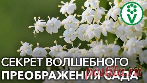 Эти кустарники вмиг преобразят ваш сад! Четыре быстрорастущих и красивых кустарника Когда что-то очень сильно не нравится на участке, используйте метод кулисных посадок! Посейте высокорослые однолетние культуры, создающие природный…