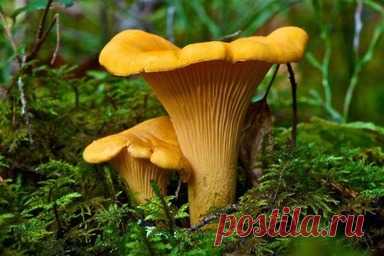 Вот и лету конец, но природа продолжает радовать нас своими дарами. Самое время прогуляться по загородному лесу и собрать корзинку-другую грибов. Жаль не все делают это правильно. Удачливые грибники, любители «тихой охоты», держат в тайне известные им урожайные места. Они руководствуются погодными приметами – наличием дождей, тепла, туманов. Один из знатоков поделился секретами быстрого поиска съедобных грибов. 5 советов начинающему грибнику Чтобы грибные корзины не остали...