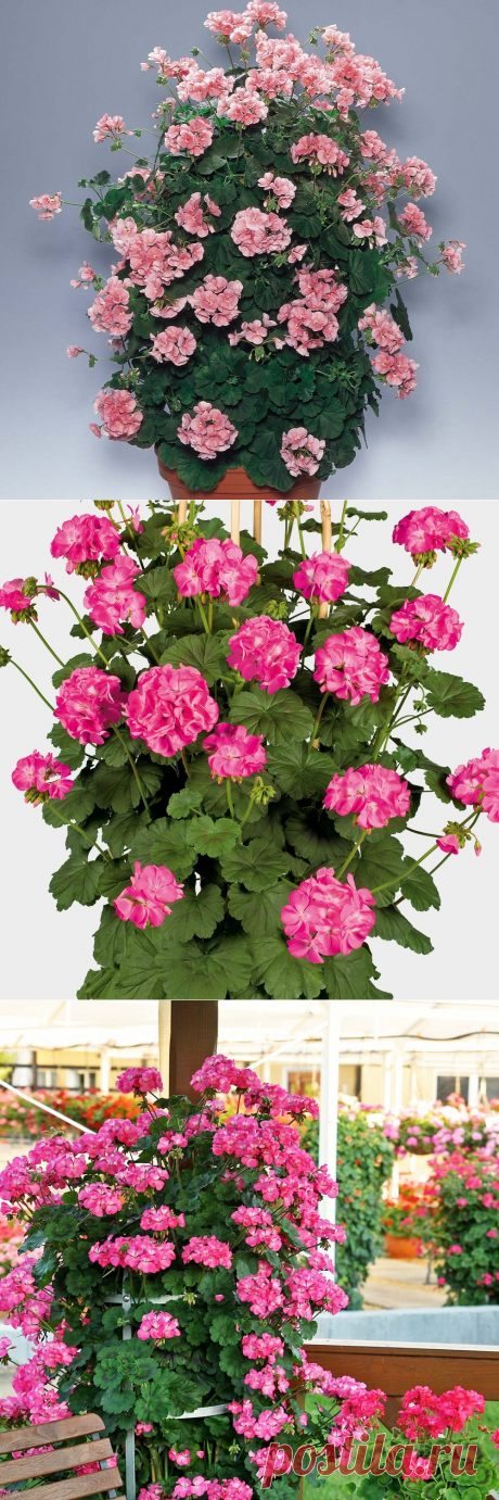 Plantorama