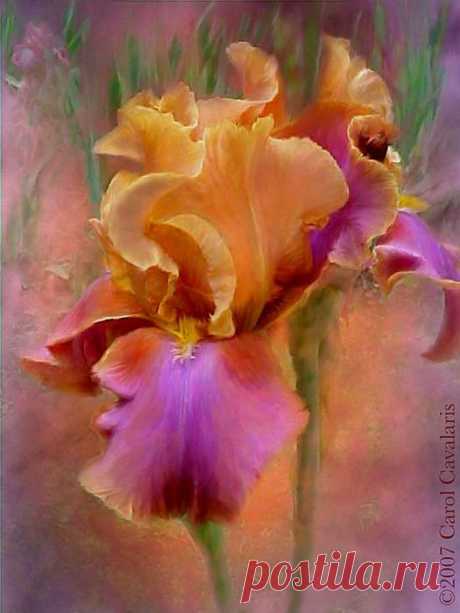 Цветы - Carol Cavalaris.