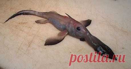 Необычные животные нашей планеты