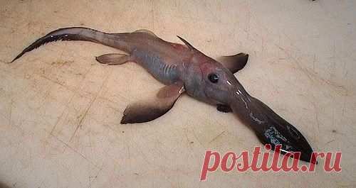 Необычные животные нашей планеты