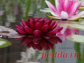 ВОДНЫЕ РАСТЕНИЯ - № 4 Алмост Блэк / Almost Black