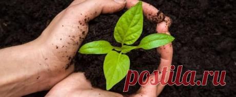 ОРГАНИКА: рецепты приготовления и использования Разновидность удобрений в торговой сети изобилует всевозможными предложениями, а ведь всё что нам надо, как всегда у нас под ногами, только подними. Да и нет ни какого желания писать статью чтобы рекламировать то, что можно без особой сложности приготовить самостоятельно не выходя за ворота