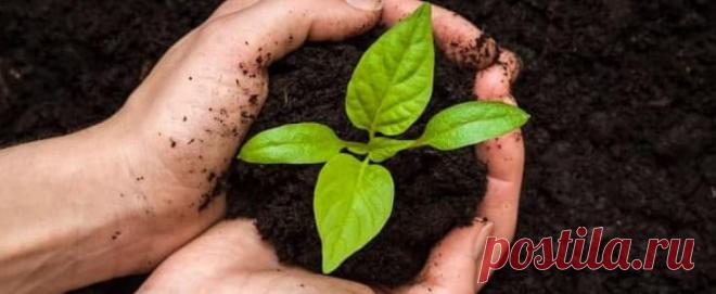 ОРГАНИКА: рецепты приготовления и использования Разновидность удобрений в торговой сети изобилует всевозможными предложениями, а ведь всё что нам надо, как всегда у нас под ногами, только подними. Да и нет ни какого желания писать статью чтобы рекламировать то, что можно без особой сложности приготовить самостоятельно не выходя за ворота