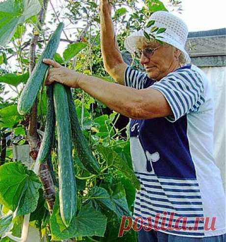 strong&gt;Огурец Китайский, хлебная подкормка для .