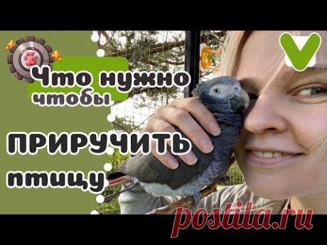 КАК приручить ПОПУГАЯ? 10 простых шагов.