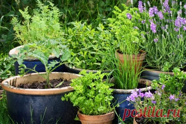 Пряные травы для вашего сада. Список, названия с фото - Ботаничка.ru