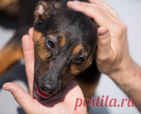 ТЫ НЕ БРОСАЙ в собаку камень... Пусть это лишь бездомный пес... Ведь ОН и так.... ДО БОЛИ РАНЕН! Хоть и не знает ГОРЬКИХ СЛЁЗ.... НАМ до СОБАК... ЕЩЁ РАСТИ, чтоб вровень встать с их БЛАГОРОДСТВОМ... А им... вовек не доползти до ЧЕЛОВЕЧЕСКОГО СКОТСТВА.