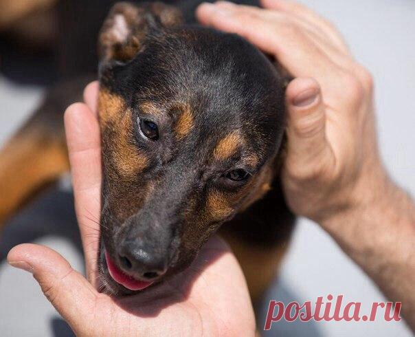 ТЫ НЕ БРОСАЙ в собаку камень... Пусть это лишь бездомный пес... Ведь ОН и так.... ДО БОЛИ РАНЕН! Хоть и не знает ГОРЬКИХ СЛЁЗ.... НАМ до СОБАК... ЕЩЁ РАСТИ, чтоб вровень встать с их БЛАГОРОДСТВОМ... А им... вовек не доползти до ЧЕЛОВЕЧЕСКОГО СКОТСТВА.