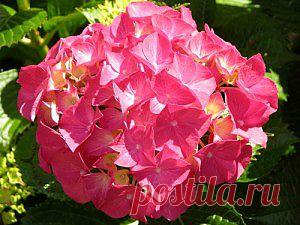 Размножение гортензии черенками.