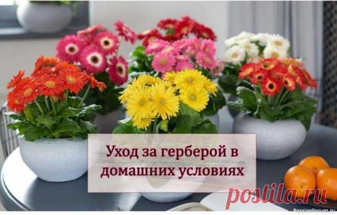 Комнатные растения. Гербера Уход за герберой в домашних условияхЕсли с выбором сорта вы уже определились и купленная гербера бережно доставлена домой, пересаживайте растение в большой горшок только через две недели, иначе оно будет болеть. Для пересадки подготовьте слабокислую почву, смешав песок, торф, сфагнум и...