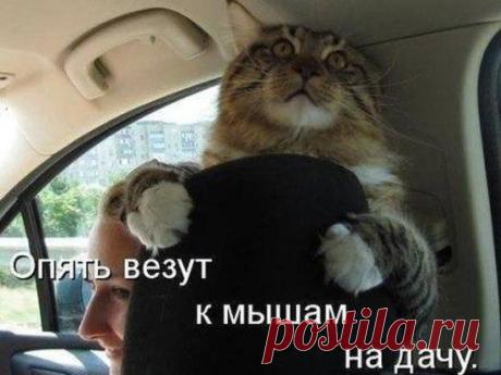 Охотничек.