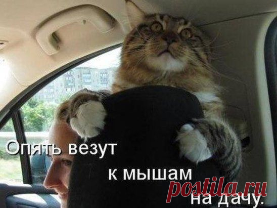 Охотничек.